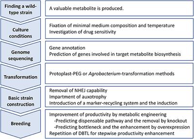 Metabolic Engineering Techniques to Increase the Productivity of Primary and Secondary Metabolites Within Filamentous Fungi
